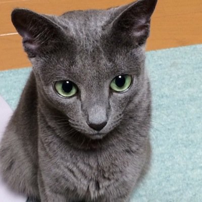 ajt246's profile picture. ロシアンブルー♀メイR7.5月🌈みんなありがとう。またね🐾