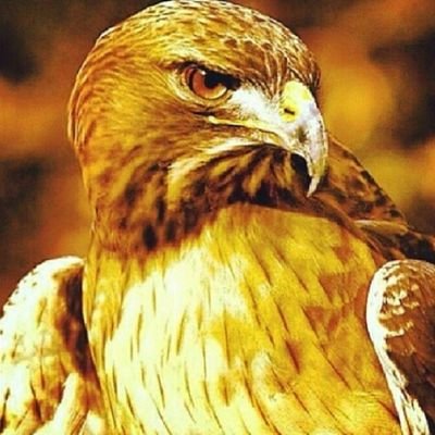 في دبر الوالي تزين التصاريف**يالله عسى كل المقابيل خيرة