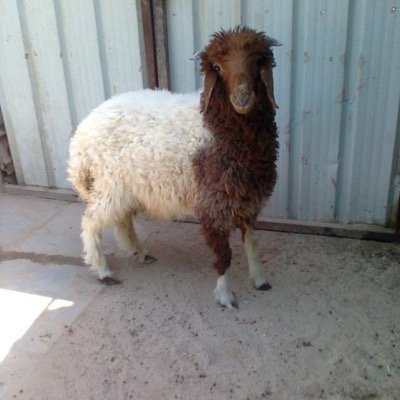 livestockkhobar's profile picture. خبرة في اختيار أجود أنواع الذبائح غنم نعيمي بلدي / تيوس بلدي صلخها و توصيلها و تفصيلها حسب الطلب رضاكم هدفنا
00966500005192