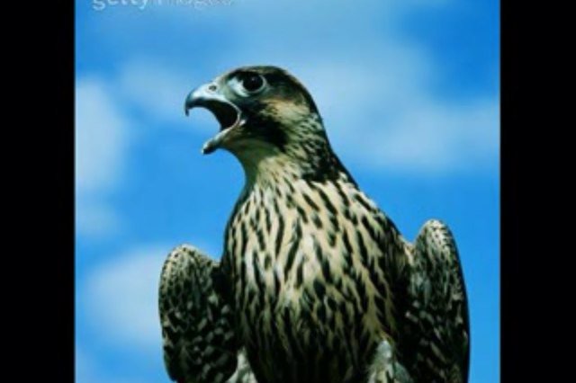صمل