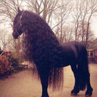 My narration is like a horse stud. I will speak here.
