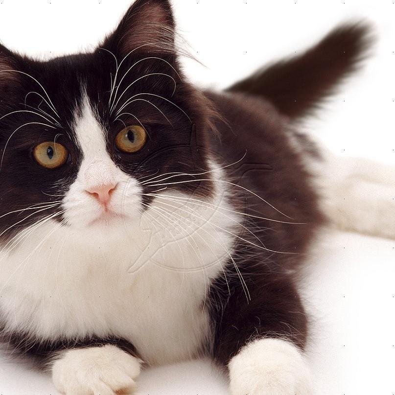 mscorazon1984's profile picture. 