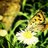 Flower_wing02's profile image