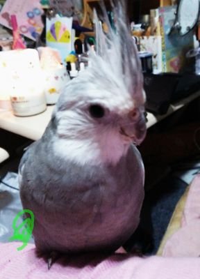 ｵｶﾒのイリス♂9歳は「ｱｿﾝﾃﾞｰﾏｰﾏｰ」とおしゃべりManで、17歳で虹の橋へ旅だった小桜のガイ♂がいなくなりｲﾝｺ軍団の雰囲気が変わり、小桜のアルル♂16歳とイリスが掛け声をかけたりしてます⋯
今日5/19生まれの小桜の«アルゴ»が家族になりましたぁ〜
‎( *¯ ³¯*)❤ㄘゅ
幸せにするよ〜