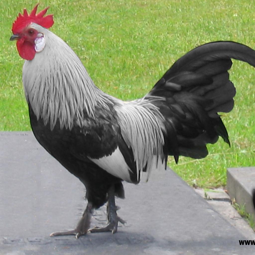 galense1908's profile picture. Aqui é Galo!