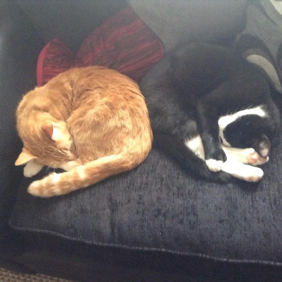 Hoping to reunite pets with their owners via this Collier Row/RM5 specific & local profile