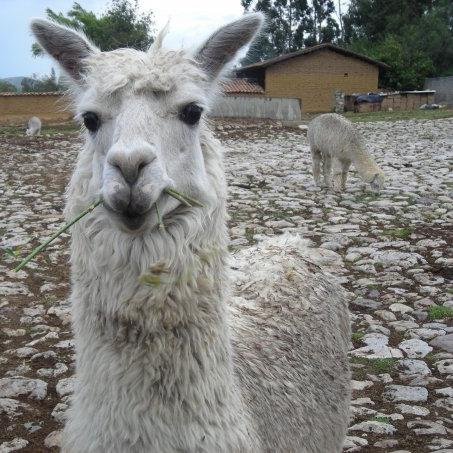 LaboremTechnica's profile picture. 