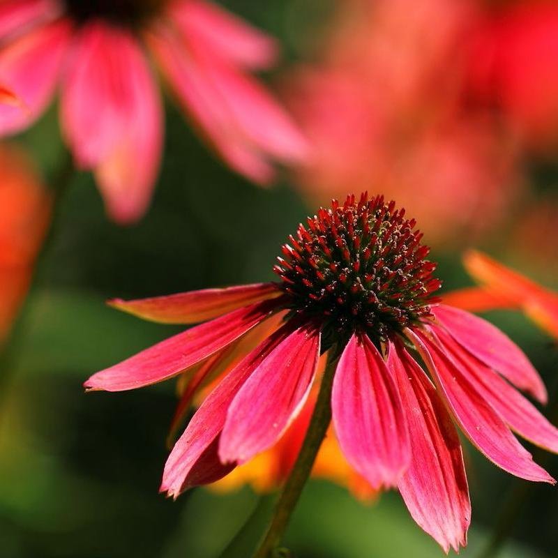 I love pretty pictures.