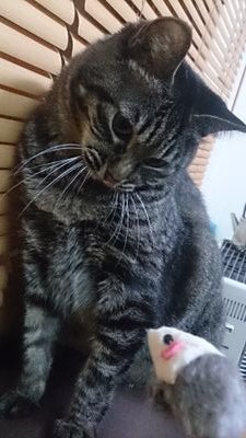 小さい犬ほどよく吠えるタイプのヘタレ。めんどくさがり。かなりのビビリ。突然の下ネタ。緑色。
〈 好：猫・プロレス(にわか)・コブクロ・ゴルフ・マンガ・妄想 〉
〈 嫌：虫・暗闇・おばけ 〉