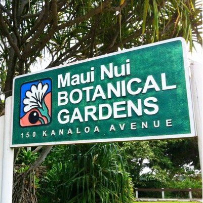 Maui Nui Botanical Gardens is a nonprofit 501(c)3 organization dedicated to the protection of Native Hawaiian & Polynesian-introduced plants.