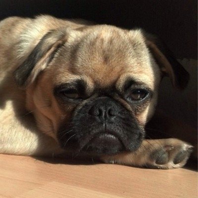 Gassipoint's profile picture. Hundeerziehung und Verhaltensberatung Mail: info@gassipoint.de / Whatsapp: 0170/2956238