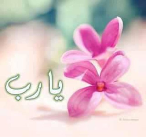 ❀ f.m.n.qu ❀