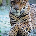 Daniel Poet - @MansoCAR - Twitter