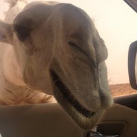 محمد بن ثلاب (@m7md342) Twitter profile photo