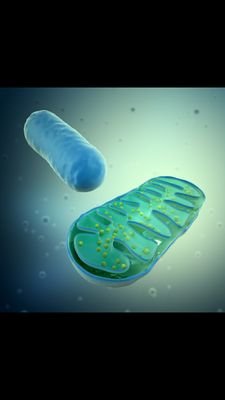 TeamMitoMTHS's profile picture. power to the people