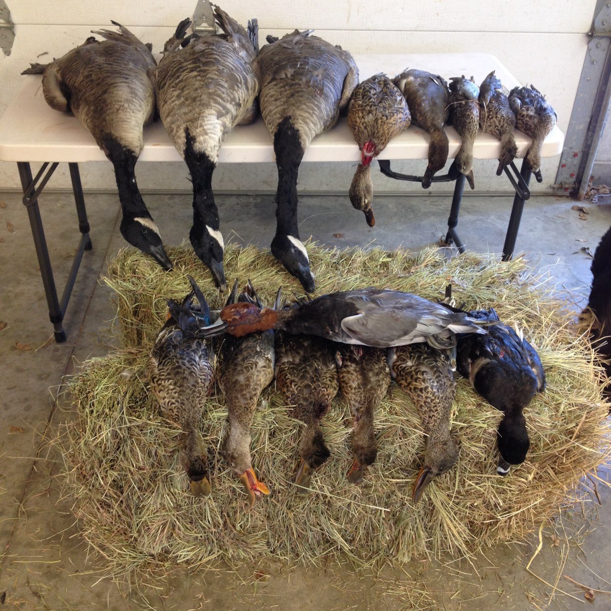 A group of true to the bone water fowlers.   From doctoring a blind to breaking ice to sweating for spring snows we are consumed with waterfowl.