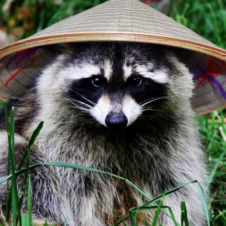 ProudRaccoon's profile picture. 