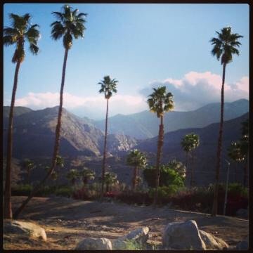 palmcyndesign's profile picture. 