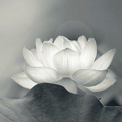 bonz4q's profile picture. 毎日、生きては死に、死しては生き還り
一切の全ては唯この身体を過ぎゆくのみ
行動の結果と向合わなくてはなりません