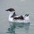 Murrelet_WA's profile image