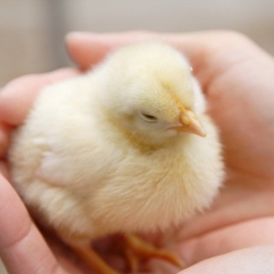 kawwii_housou's profile picture. かわいい過ぎる動物達の写真などをあなたにお届け！！
RT、ファボよろしくお願いします。