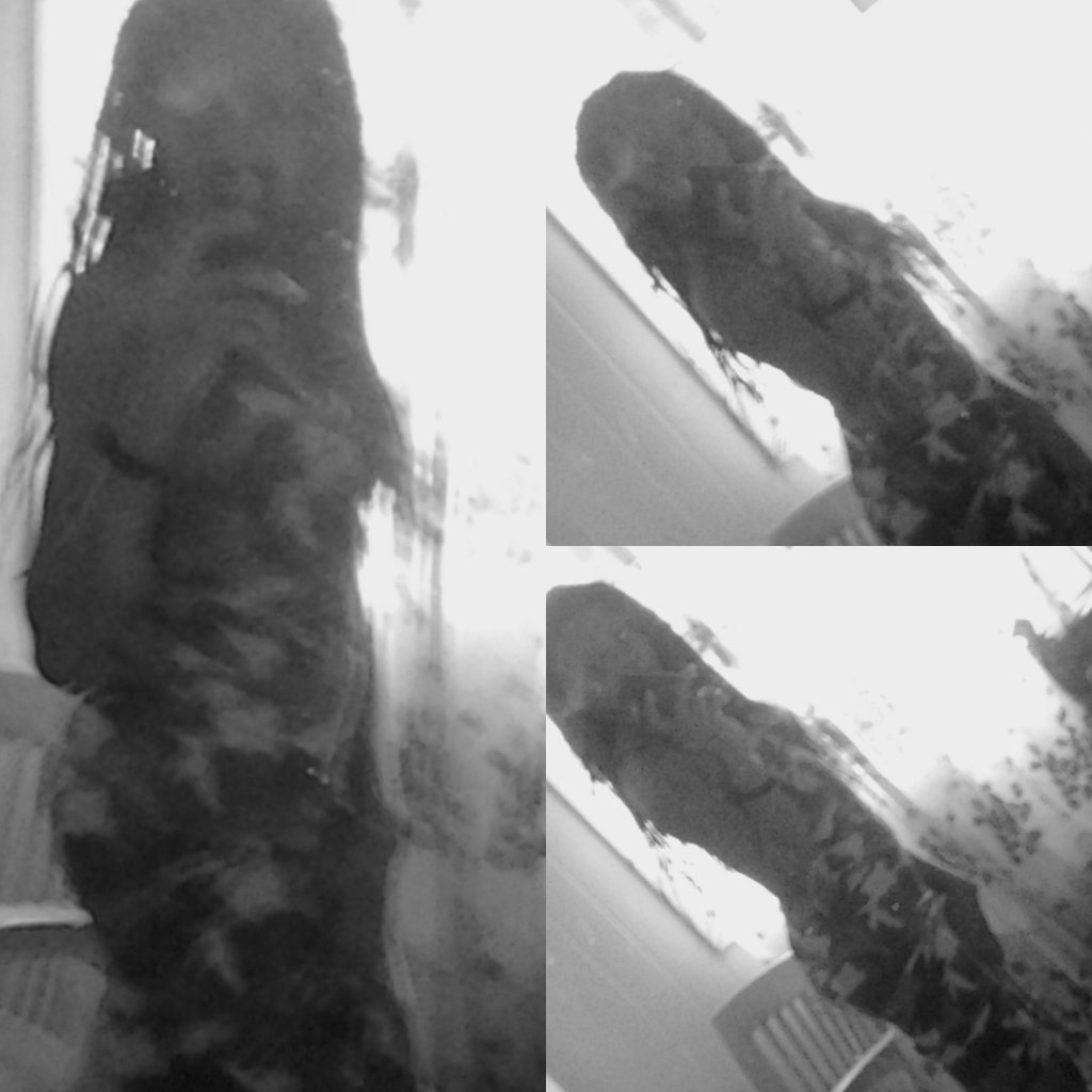 Unrulysariqa's profile picture. I'm not one to fight or arruge about bullshit im just here to have fun follow me and i'll do the same follow me on instragram @Miz_sariqua #IMAPROUDDIRECTIONER