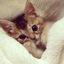 alejandra27411's profile picture. 