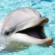 My Mom was a potato my Dad was Bottle-nose Dolphin