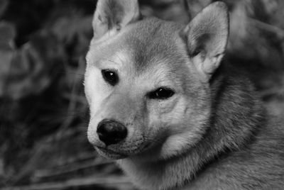 shannalamont's profile picture. 