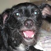 I'm a dog who likes to share the wonder of animals with the WORLD! Plus, cool pet stuff! Woof! #DoggieDomination