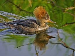 luke90688's profile picture. Age 16 CONSERVATIVE. Gun enthusiast. Love to kill DUCKS and DEER. Bocephus fan. Clint Eastwood fan. HATE LIBS!!