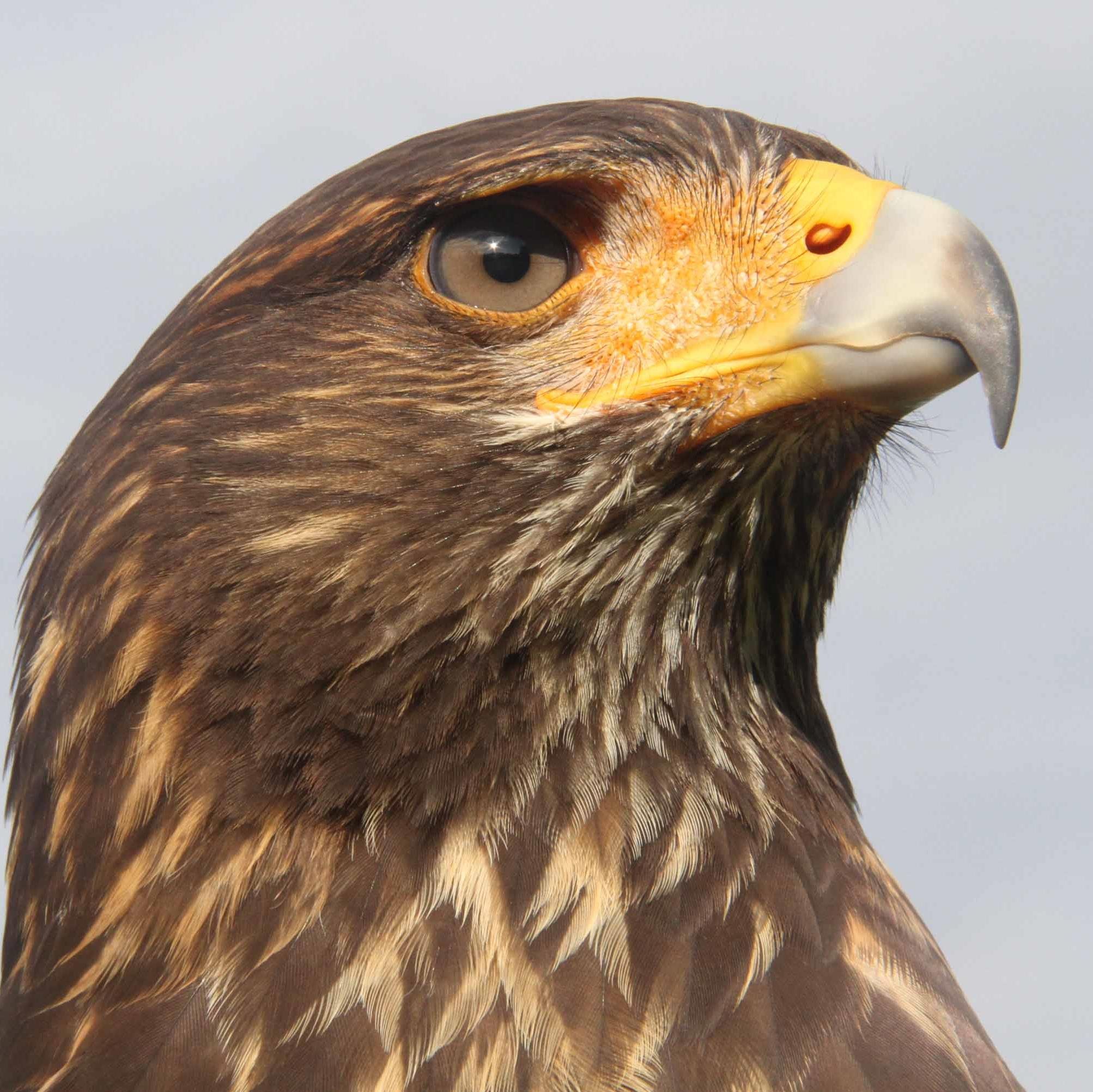 Falconer, raptor breeder, raptor ecologist, co-author The Harris's Hawk Revolution. Hunting with Harris's Hawks #Raptorphile #falconry #raptorresearch