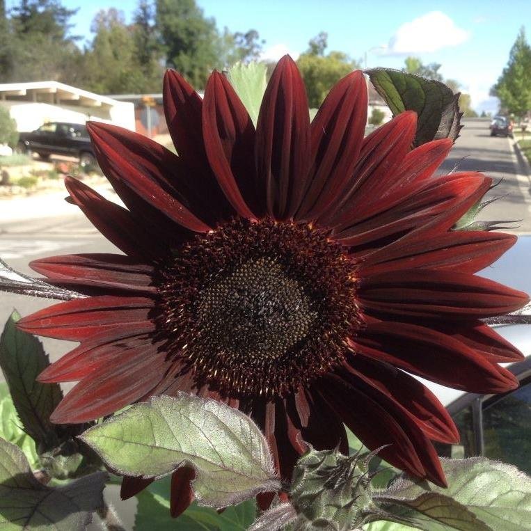 Organic Gardener, OP & Heritage Seed Saver, Community Enthusiast