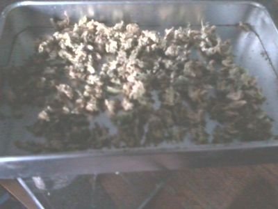 kevinbrisbane36's profile picture. 