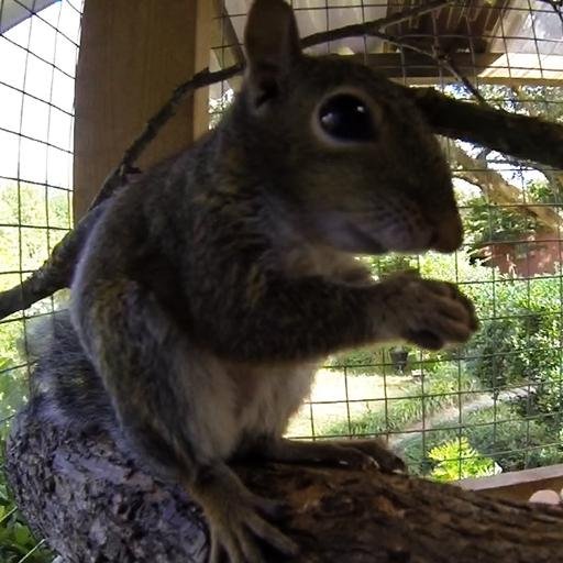 I was born August 1, 2014 & the sis to @NibblerSquirrel. Check out our video playlist & let us know what you think.