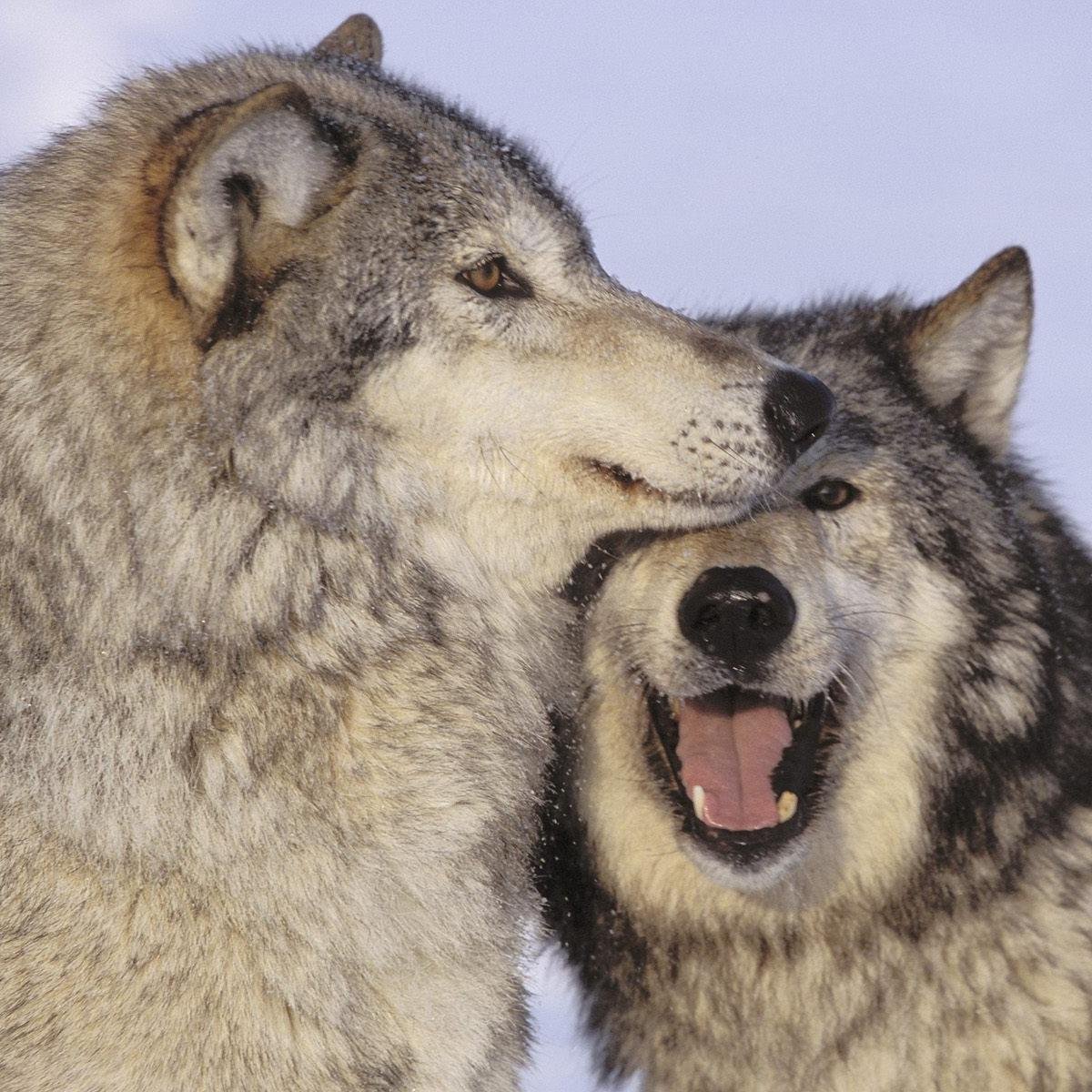 Leokosta's profile picture. 