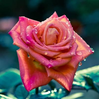 lensi_lee's profile picture. 