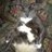 Mouche_Rousse's profile image