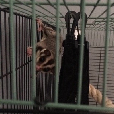 Just a sugar glider livin life in the fast lane.
Student at Minnesota State University-Mankato. Majoring in Aviation.