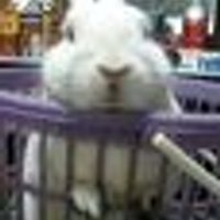 nosu (@_nosu) 's Twitter Profile