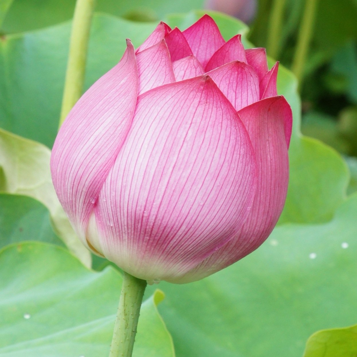 tortoise_lotus Profile Picture