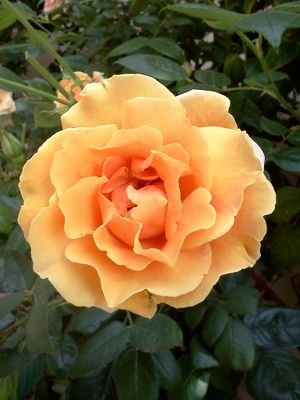 remyhennessee's profile picture. 