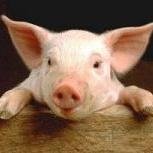 shoozhoo's profile picture. 