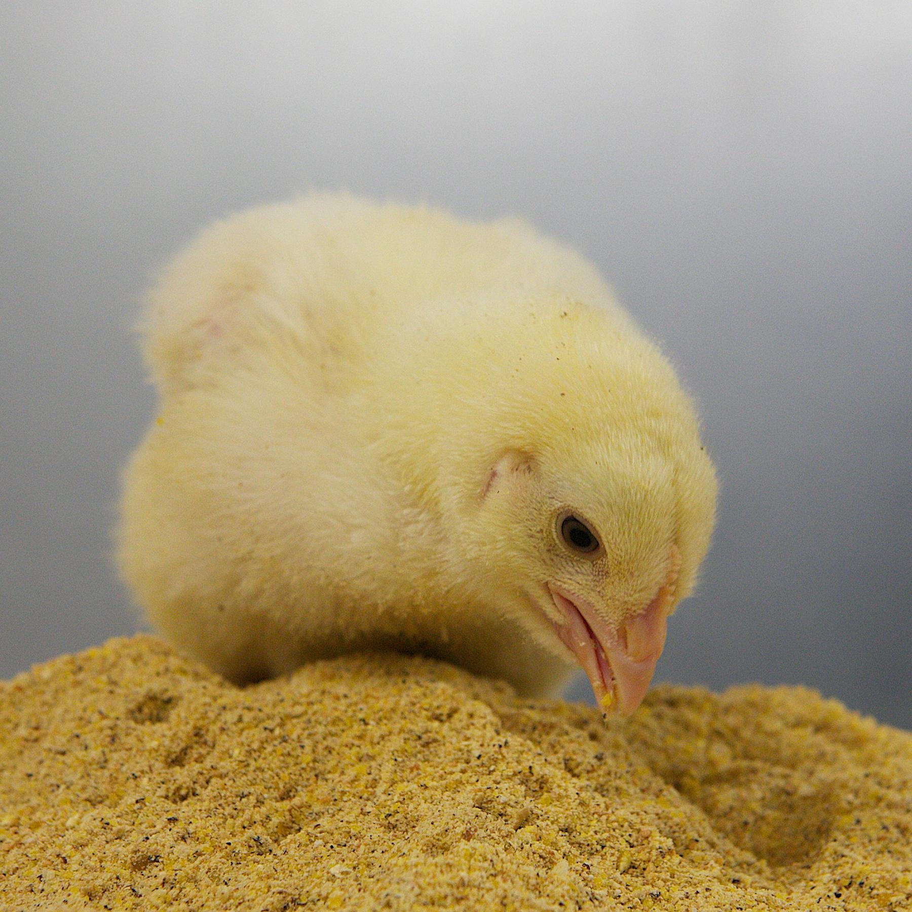 The Nottingham Trent University School of Animal Rural and Environmental Sciences Poultry Research Team