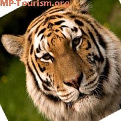 MP Tourism - Explore Madhya Pradesh Heart of Incredible India, Madhya Pradesh Tour Packages, Temples, National Park, MP Heritage Tours.