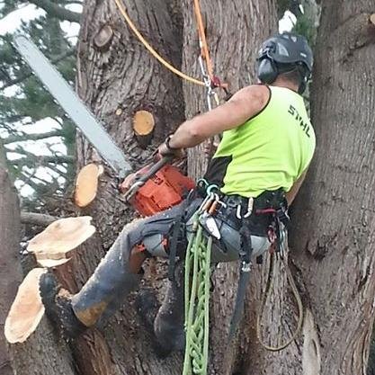 TreePruningAuck's profile picture. 