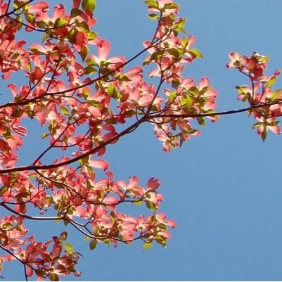 rabbitrabbit2's profile picture. 