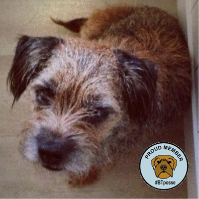 I iz border terrier from Cidermill Farm but I haz gon OTRB in December 2012. @claptonterrier iz continuin I good werk wiv da #Btposse wot I fownded...