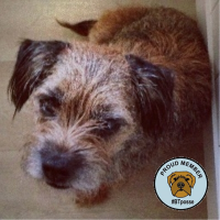 Marley The Dog (@marleyterrier) 's Twitter Profile Photo Marley The Dog (@marleyterrier) 's Twitter Profile Photo