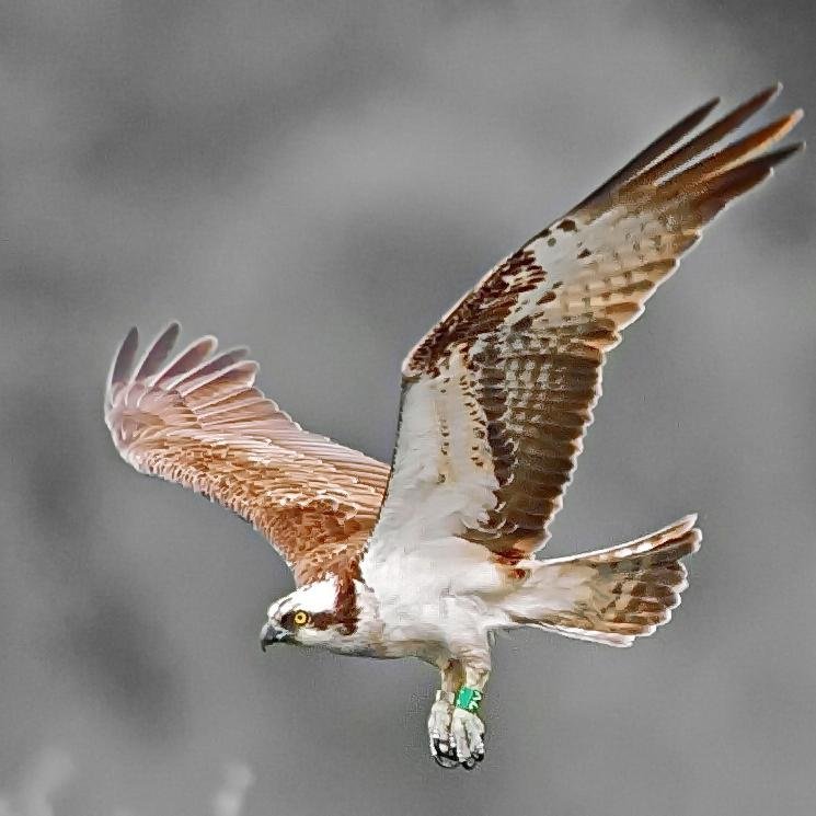 A Village of like minded people interested in all wildlife brought together by the magnificent Lady of the Loch of the Lowes.  The UK's oldest breeding Osprey